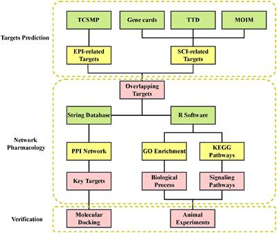 Network pharmacology integrated with experimental validation to explore the therapeutic role and potential mechanism of Epimedium for spinal cord injury